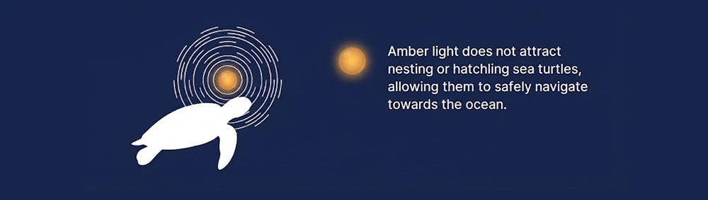Amber light not attract nesting or hatchling sea turtles