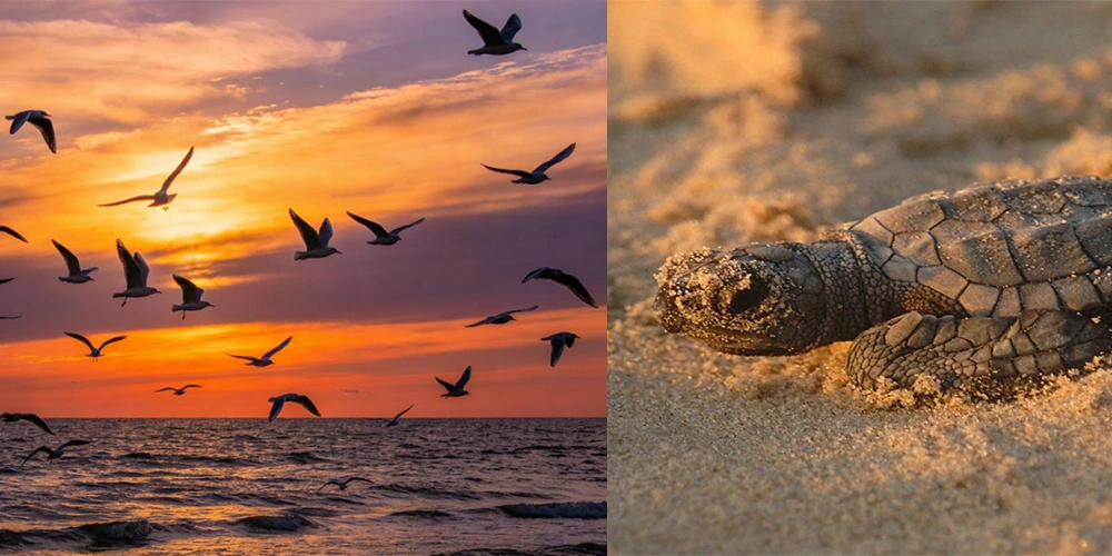 Eco-Friendly Marine Lighting: Industrial Solutions for Ecosystems